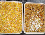 High Technology Corn Sorting Machine For Wheat Grain Beans Color Sorter
