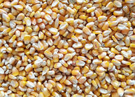 Hons One Chute Corn Separater Color Sorter Grains Yellow Corn Processing Machine