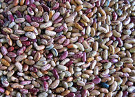 Maximum Capacity Beans Color Sorter Grains Processing machine