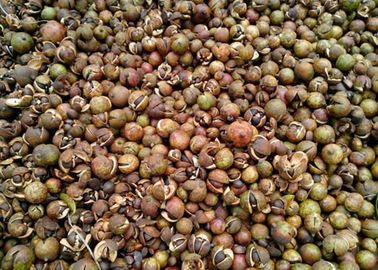 Camellia Seeds Color Sorter Manufacturer With Intelligent Control